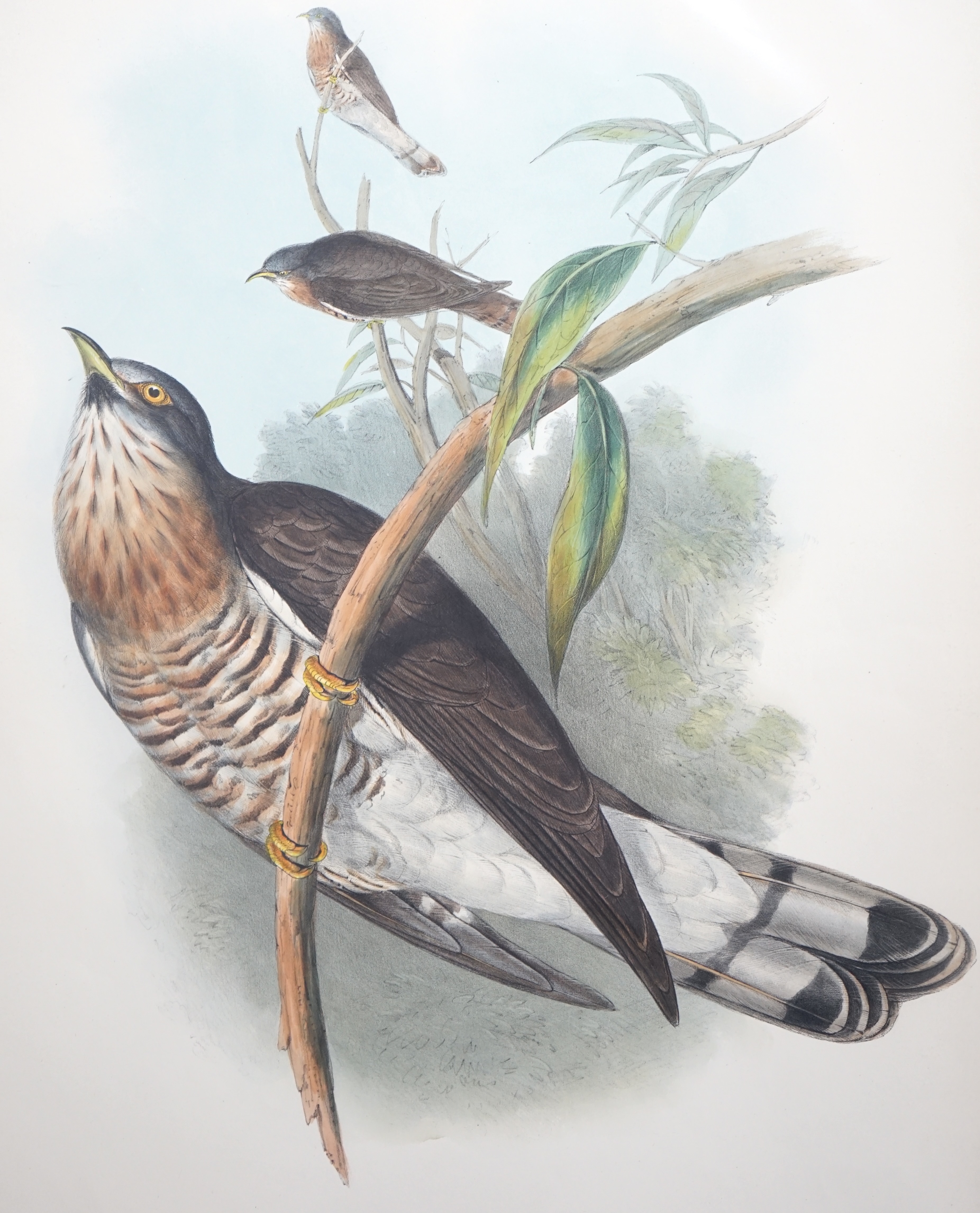 Walter & Cohn after Wolf and Richter (John Gould), 24 hand coloured lithographs from Gould's Birds of Great Britain, lithographs with hand-colouring on wove paper, 55 x 36cm, unframed and unmounted